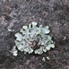 A picture of lichen soo nto be removed from surface the best way