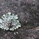 A picture of lichen