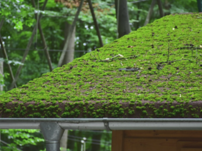A stock photo of a moss-covered rooftop with trees in the background.